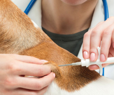 Novela zákona o veterinárnej starostlivosti - povinné čipovanie psov