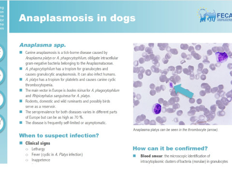 Anaplasmosis factsheet