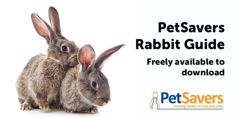 BSAVA rabbit day